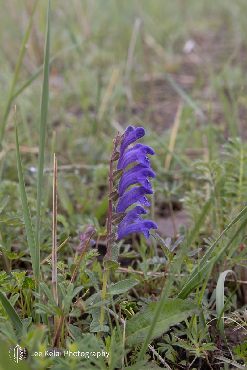 Astragalus licentianus photo 3