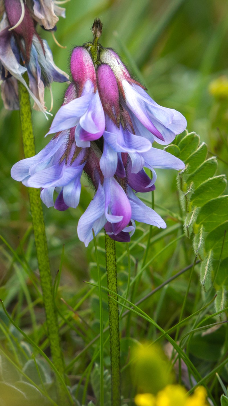 Astragalus licentianus photo 4