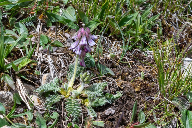 Astragalus licentianus photo 5