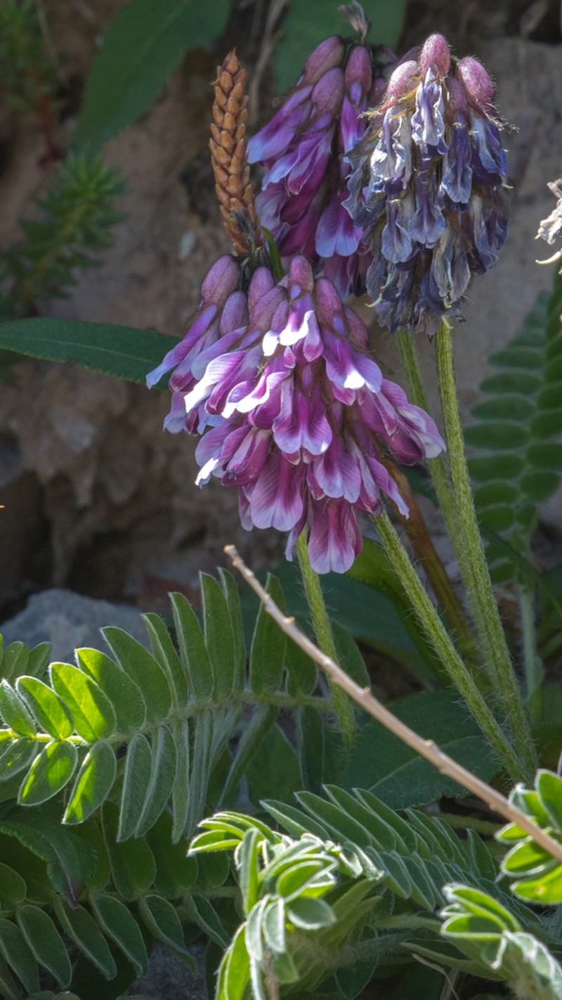 Astragalus licentianus photo 6