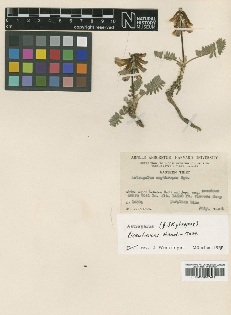 Astragalus licentianus photo 8