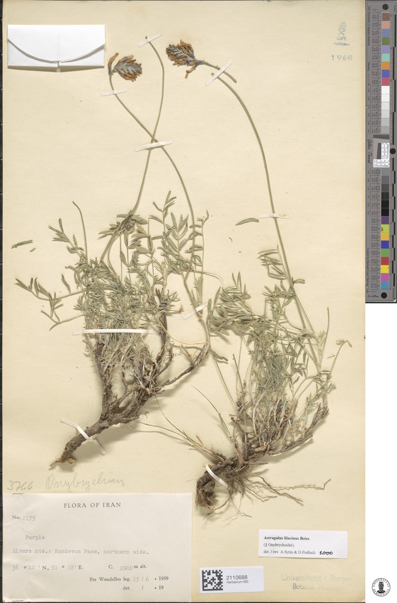 Astragalus lilacinus