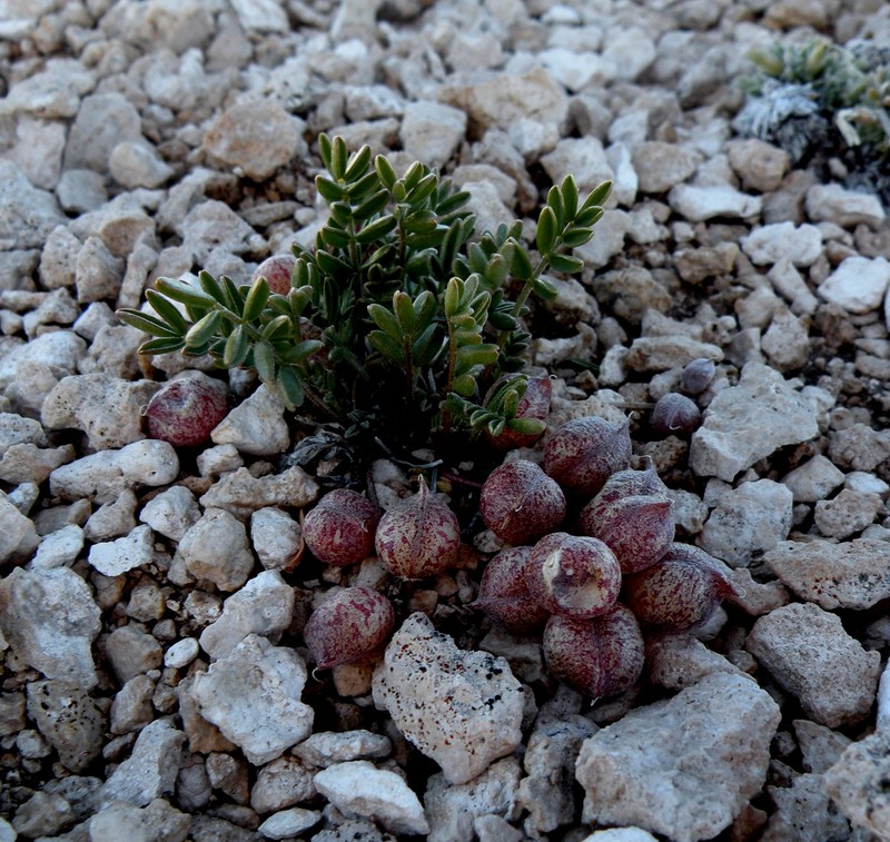 Cedar Breaks Milkvetch