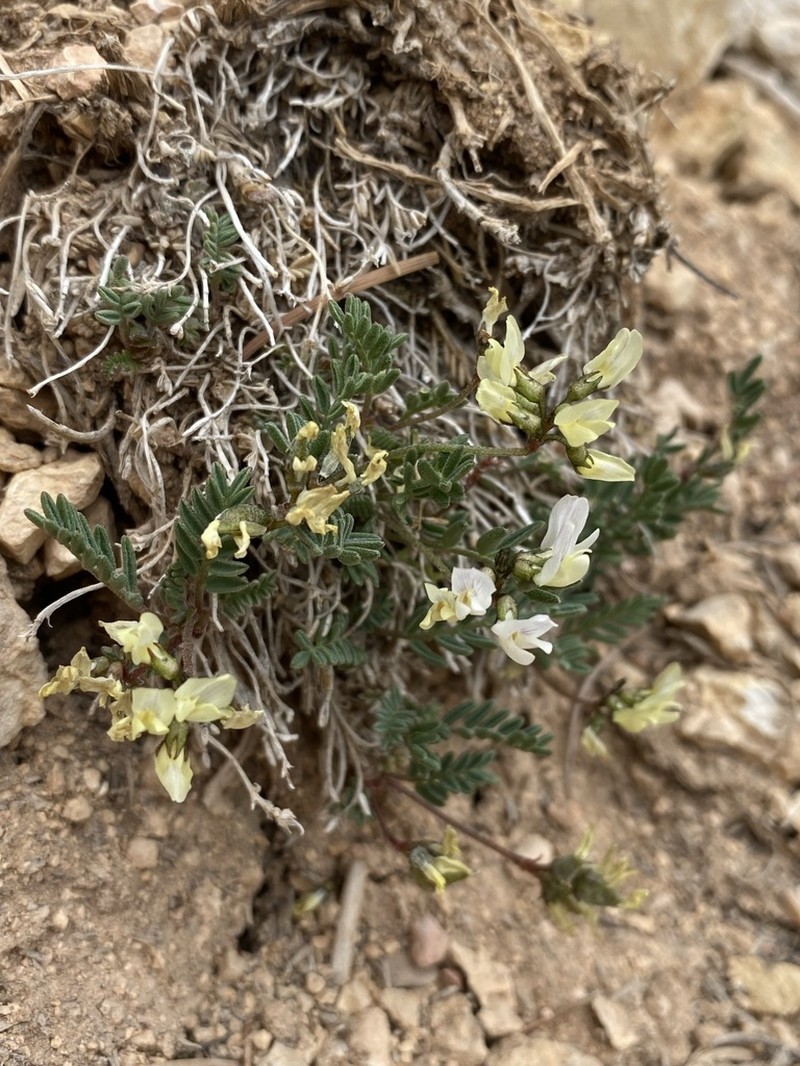 Cedar Breaks Milkvetch photo 3