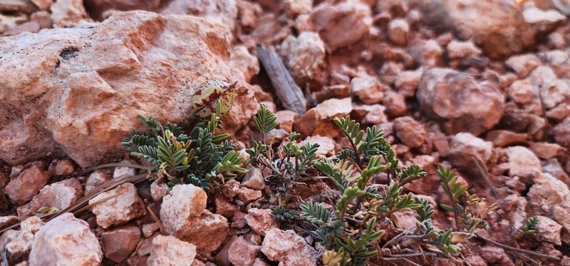 Cedar Breaks Milkvetch photo 4