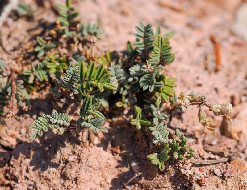 Cedar Breaks Milkvetch photo 5