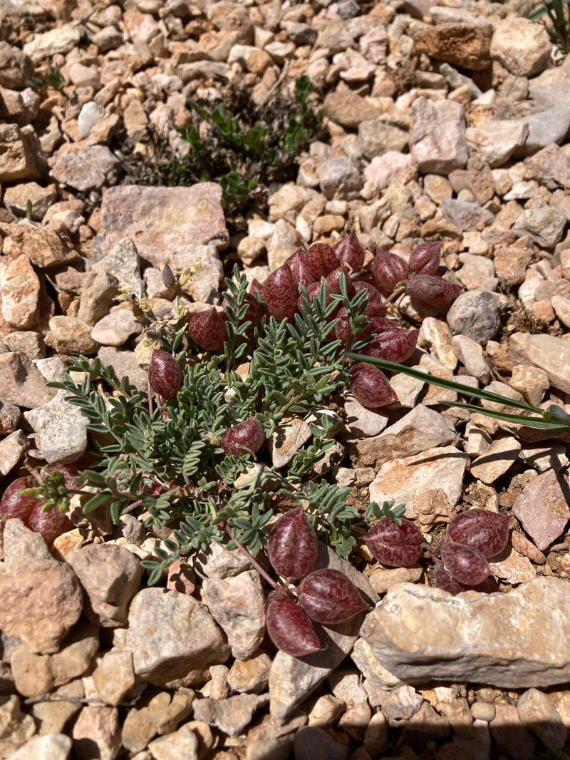 Astragalus limnocharis var. limnocharis
