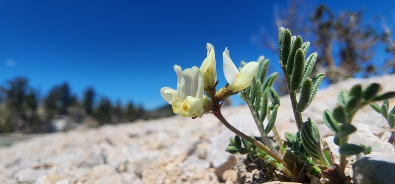 Astragalus limnocharis var. limnocharis photo 2