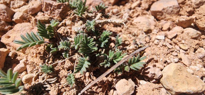Astragalus limnocharis var. limnocharis photo 3