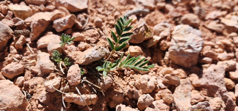 Astragalus limnocharis var. limnocharis photo 4