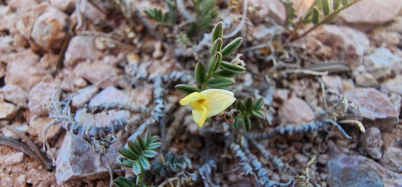 Astragalus limnocharis var. limnocharis photo 5