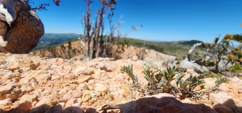 Astragalus limnocharis var. limnocharis photo 6