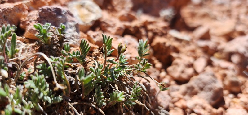 Astragalus limnocharis var. limnocharis photo 7