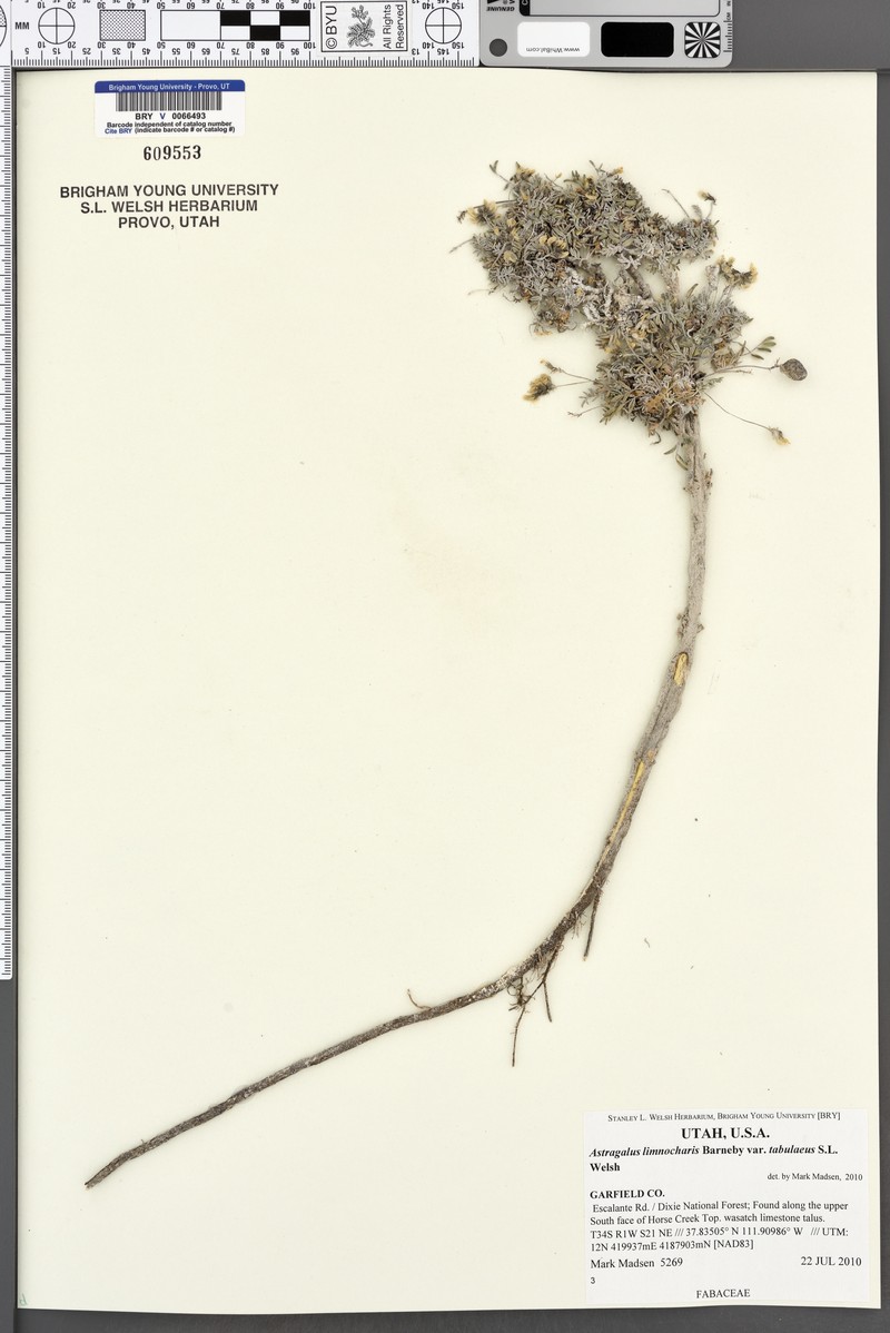 Astragalus limnocharis var. tabulaeus