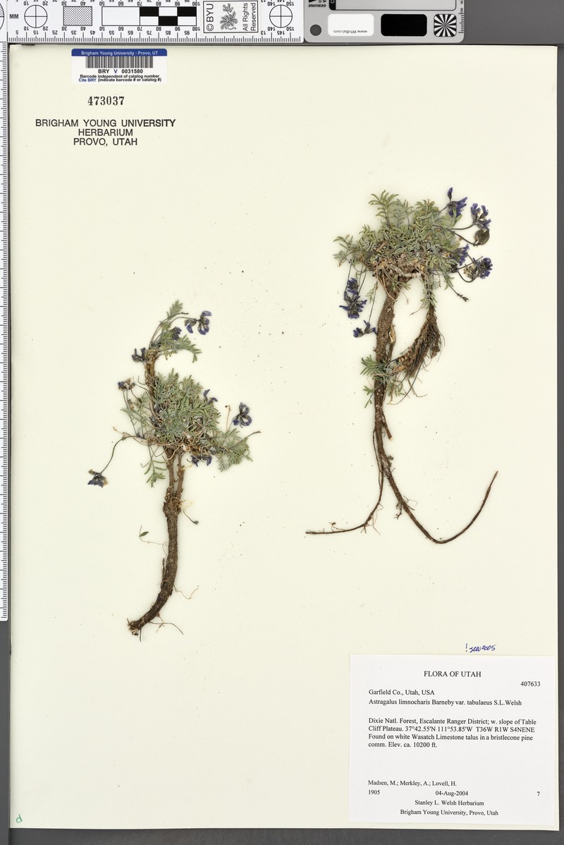 Astragalus limnocharis var. tabulaeus photo 2
