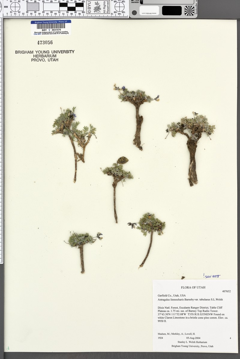 Astragalus limnocharis var. tabulaeus photo 3