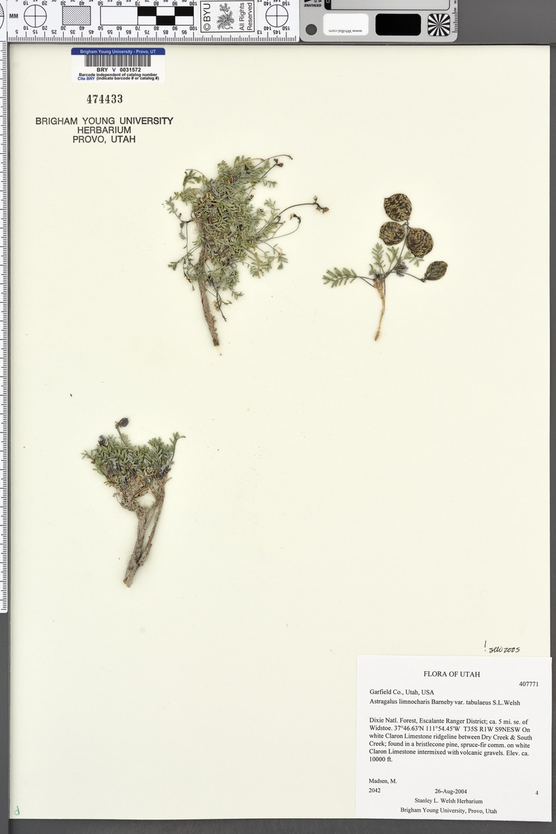 Astragalus limnocharis var. tabulaeus photo 4