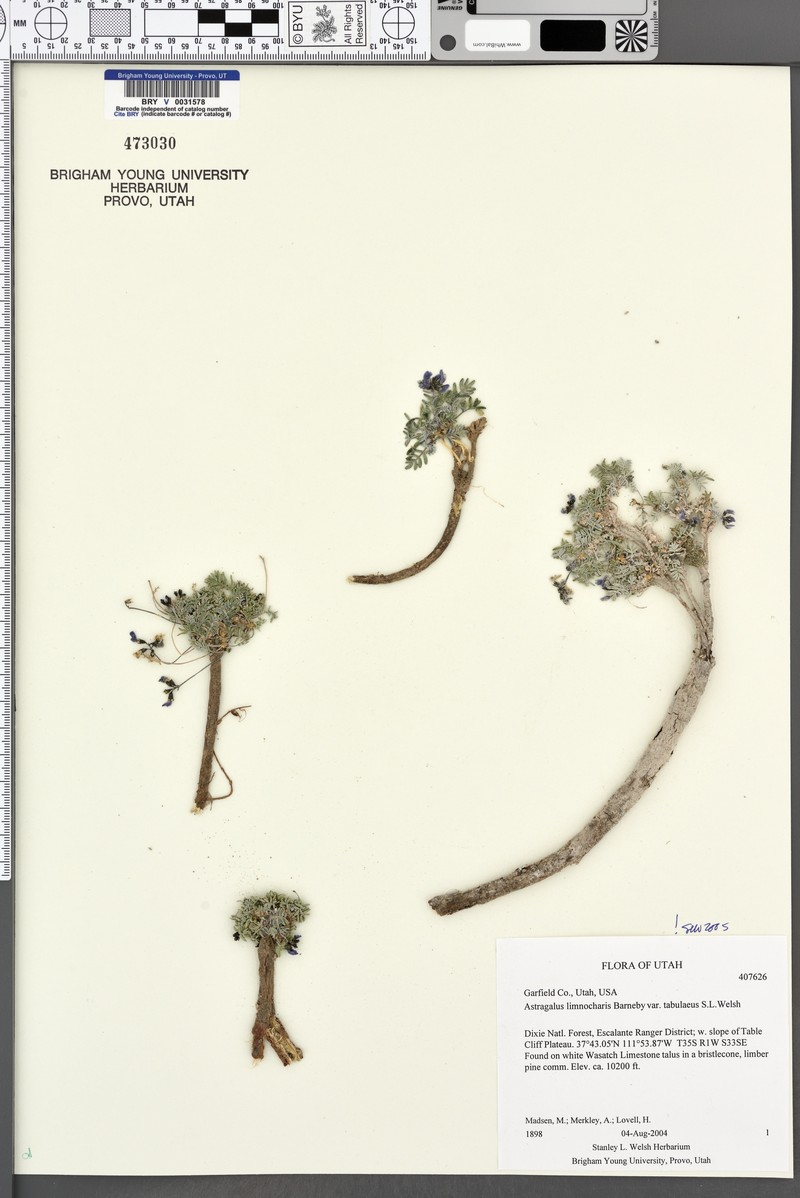 Astragalus limnocharis var. tabulaeus photo 5