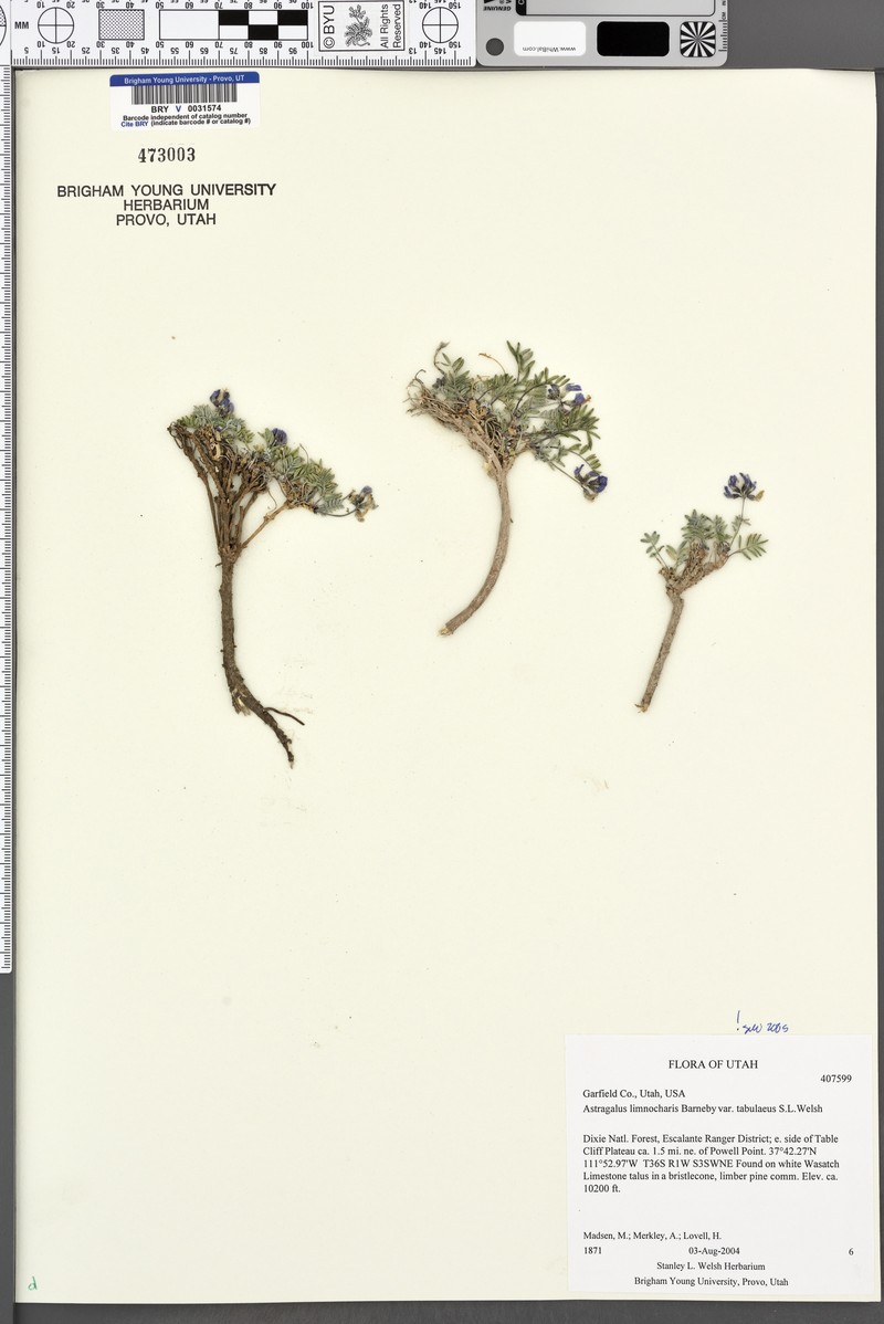 Astragalus limnocharis var. tabulaeus photo 6