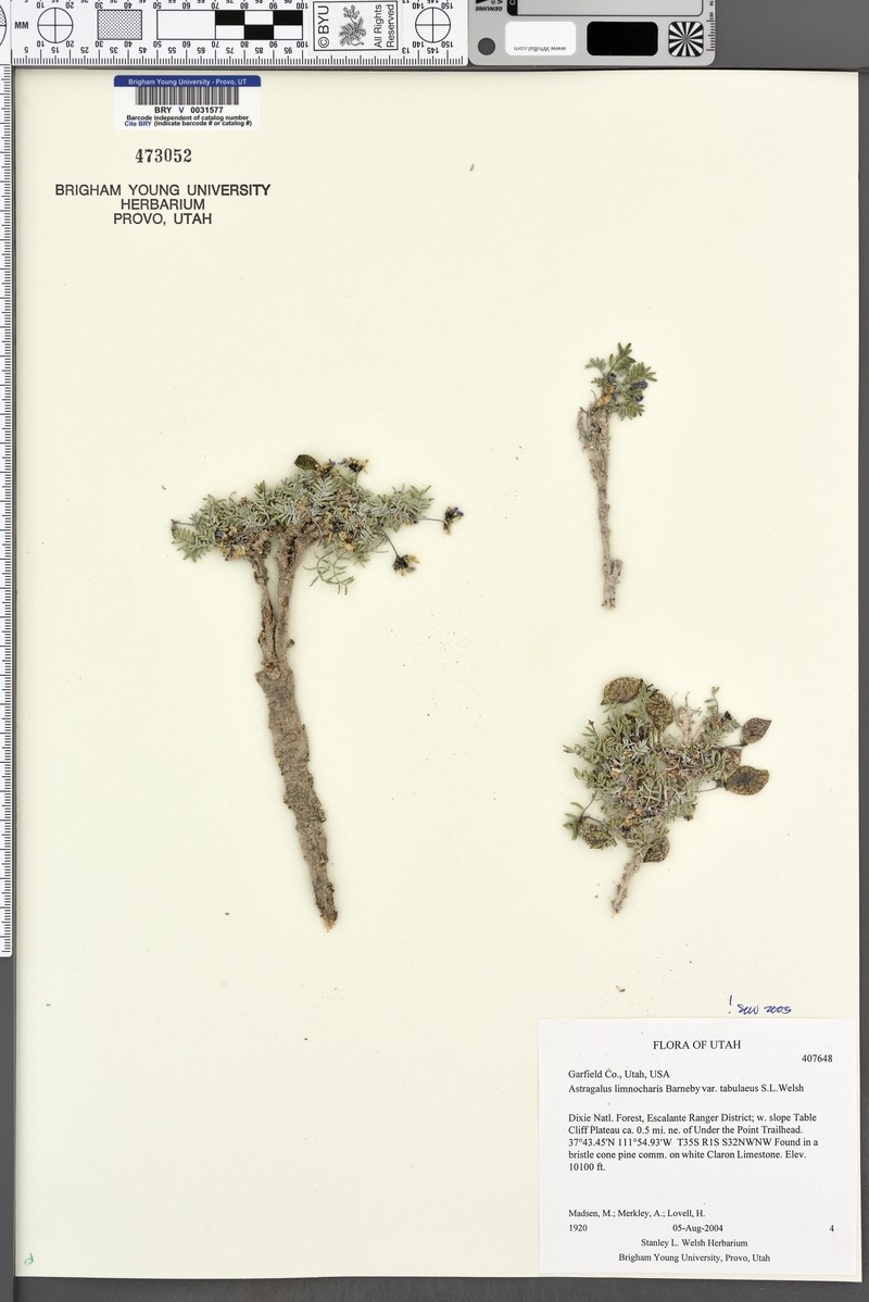 Astragalus limnocharis var. tabulaeus photo 7
