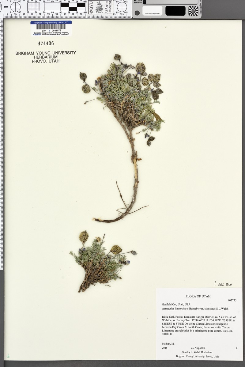 Astragalus limnocharis var. tabulaeus photo 8