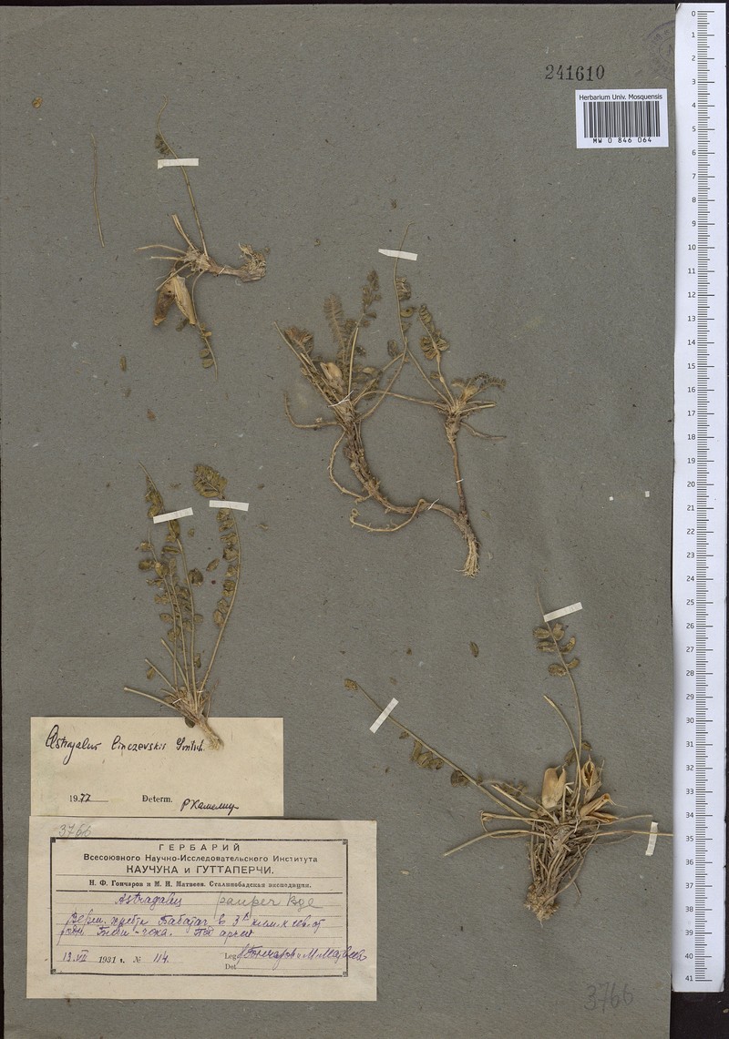 Astragalus linczevskii
