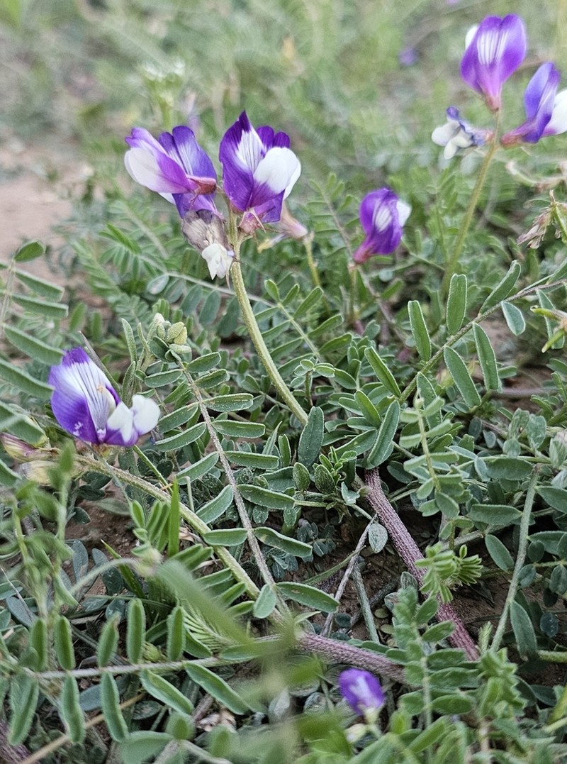 Lindheimer's Milkvetch