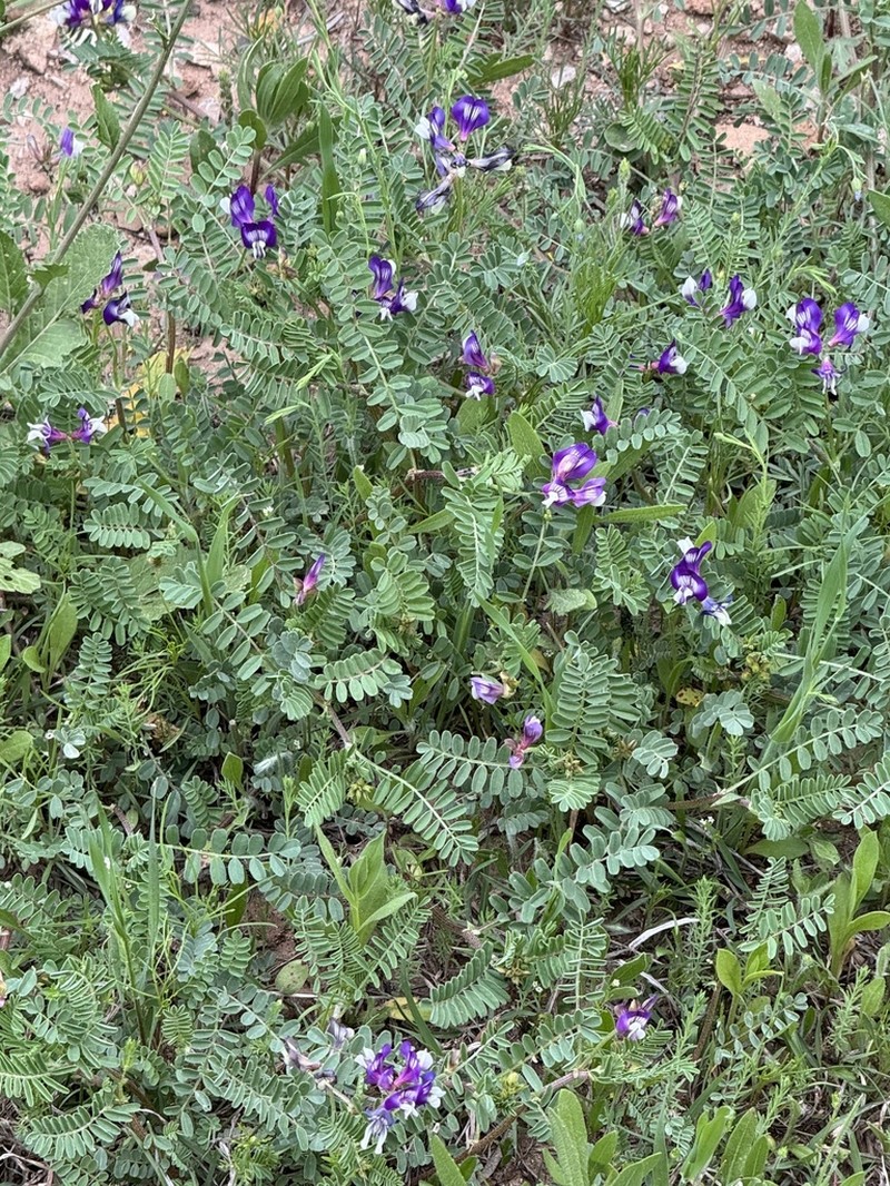 Lindheimer's Milkvetch photo 2