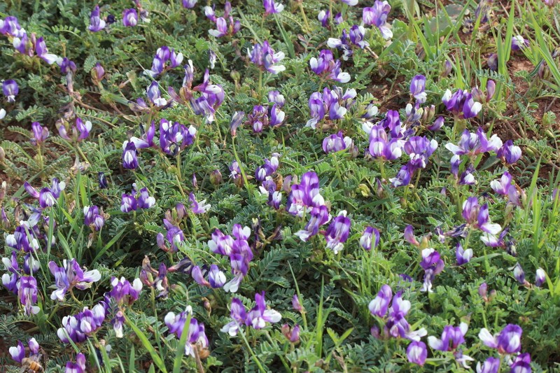 Lindheimer's Milkvetch photo 3