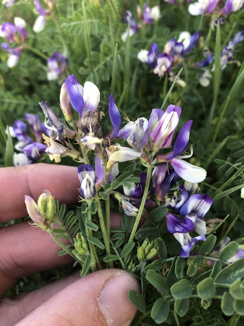 Lindheimer's Milkvetch photo 4