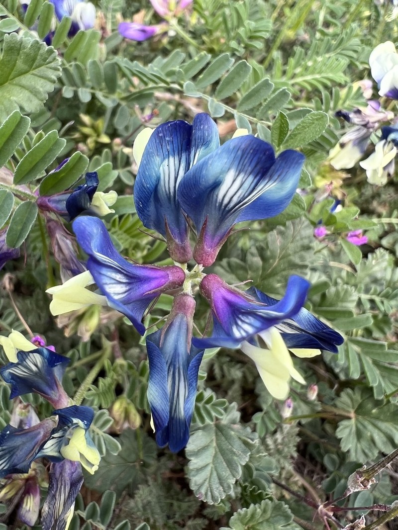 Lindheimer's Milkvetch photo 5