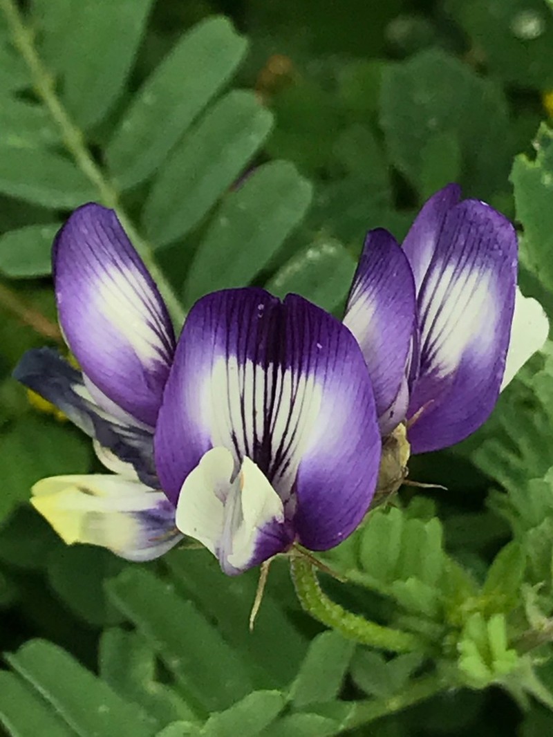 Lindheimer's Milkvetch photo 6