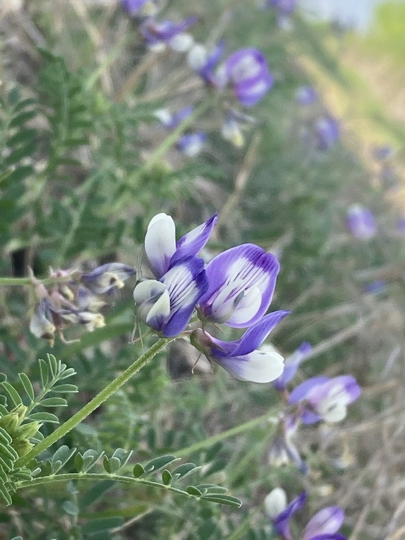 Lindheimer's Milkvetch photo 7