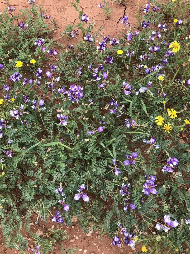 Lindheimer's Milkvetch photo 8