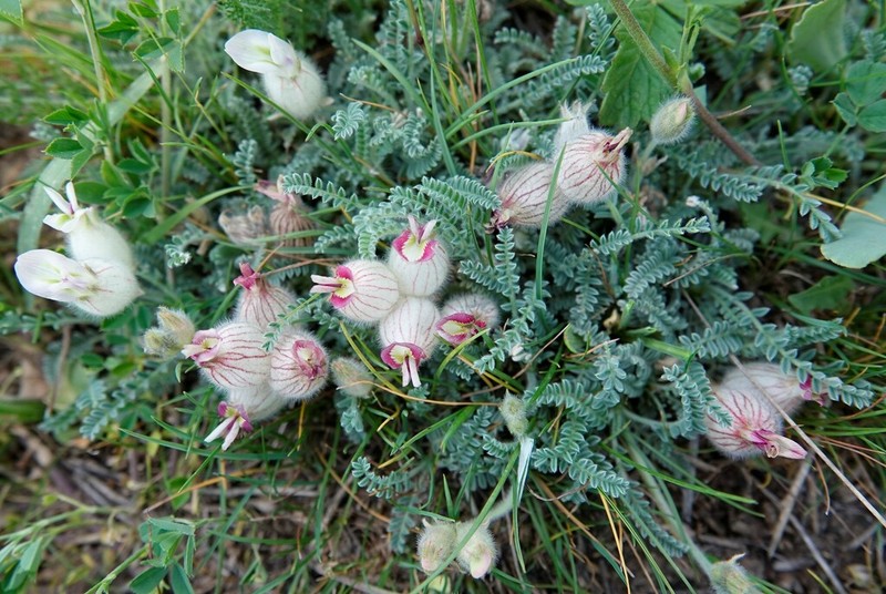 Astragalus lineatus