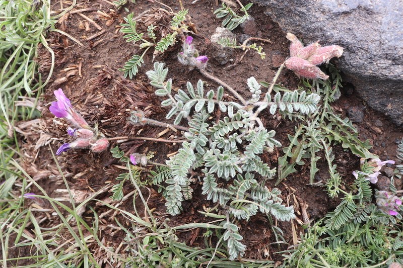 Astragalus lineatus photo 2