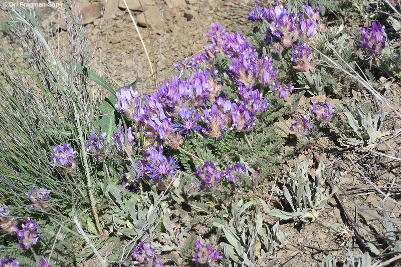 Astragalus lineatus photo 3