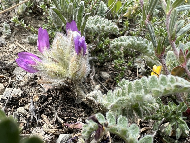 Astragalus lineatus photo 4