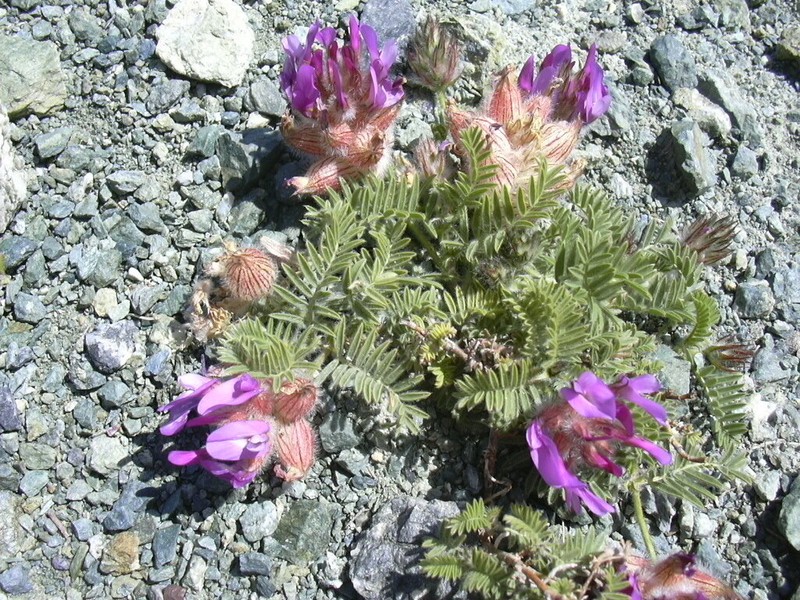 Astragalus lineatus photo 5