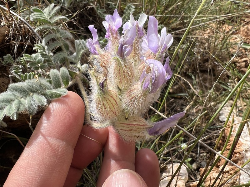 Astragalus lineatus photo 6