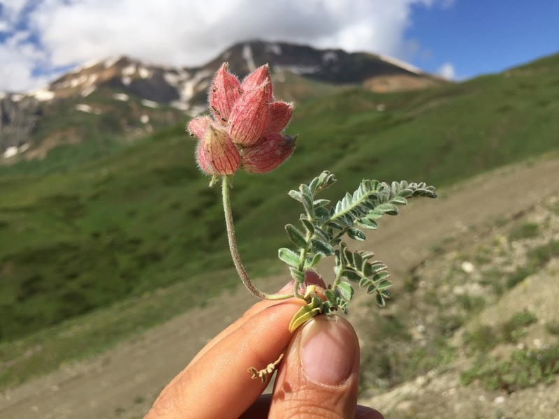 Astragalus lineatus photo 8