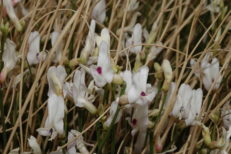 Grand Junction Milkvetch photo 2