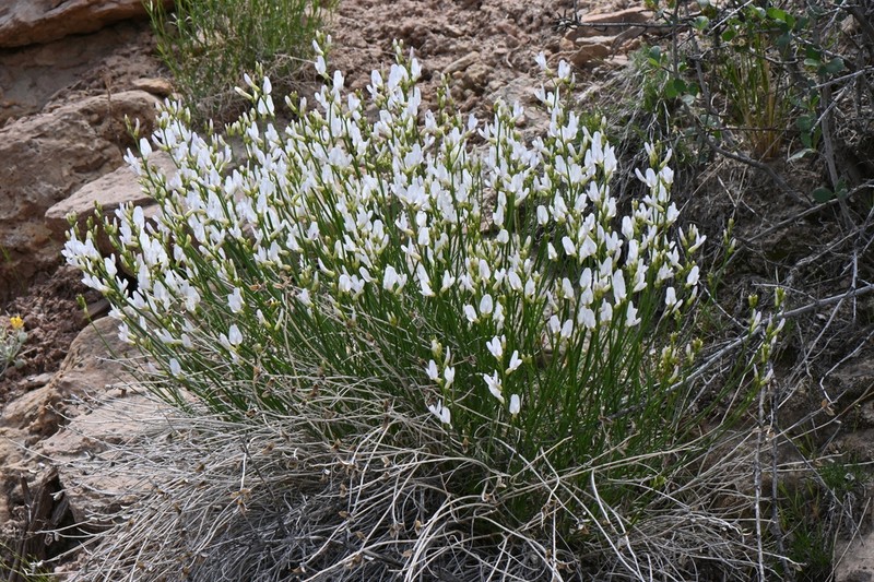 Grand Junction Milkvetch photo 3