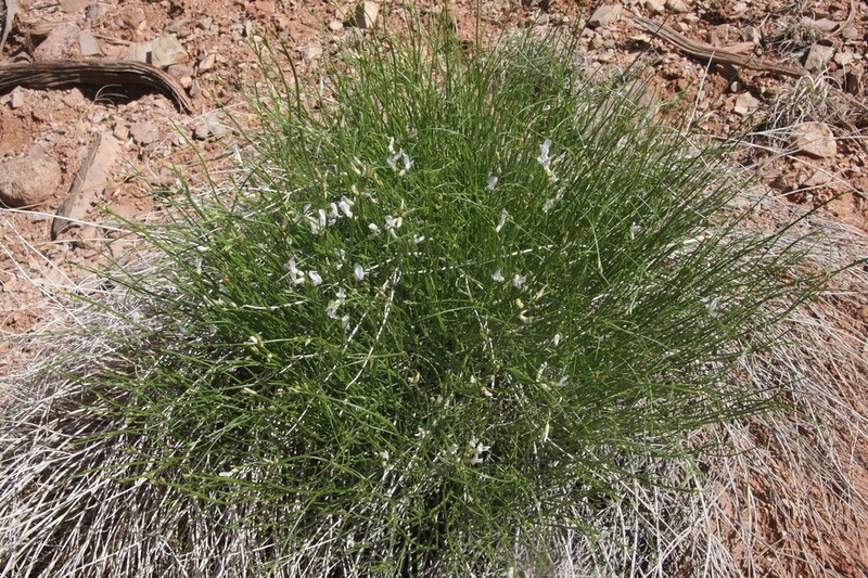 Grand Junction Milkvetch photo 4