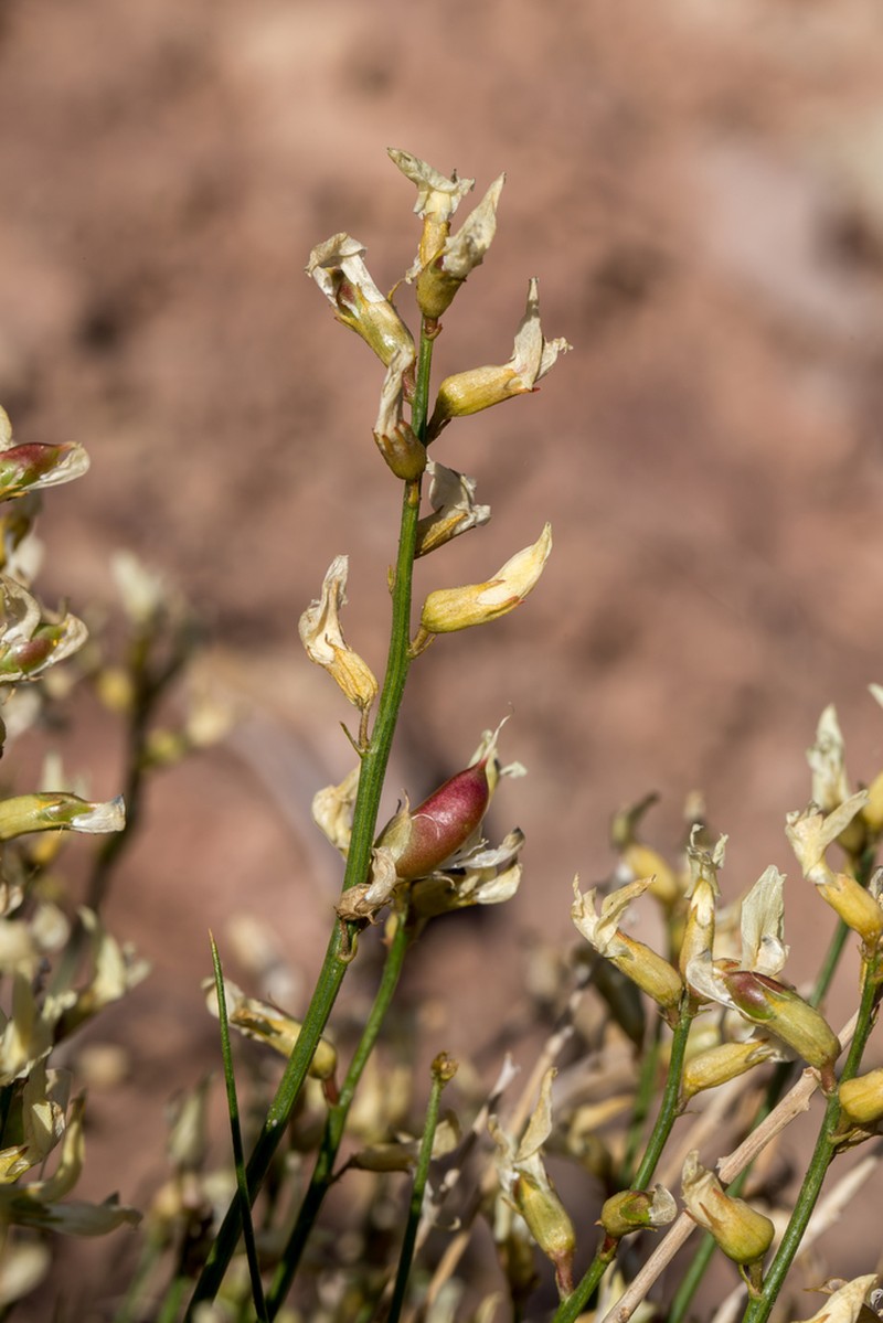 Grand Junction Milkvetch photo 5