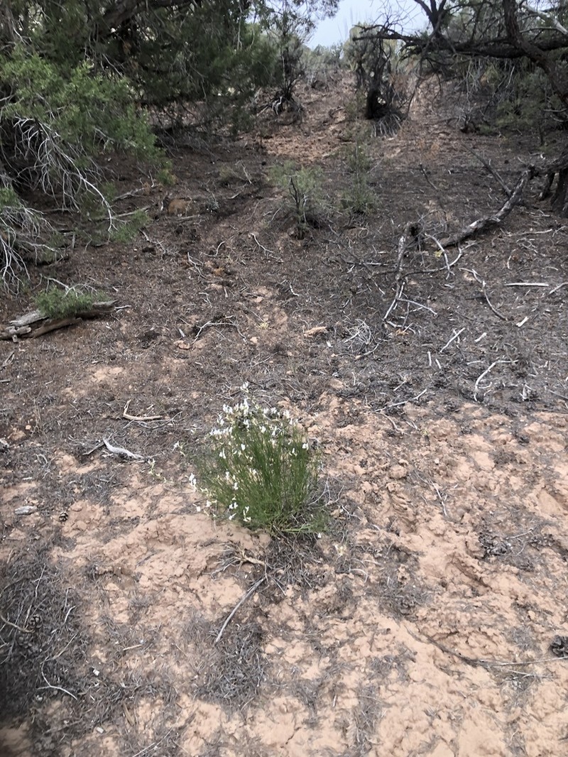 Grand Junction Milkvetch photo 6