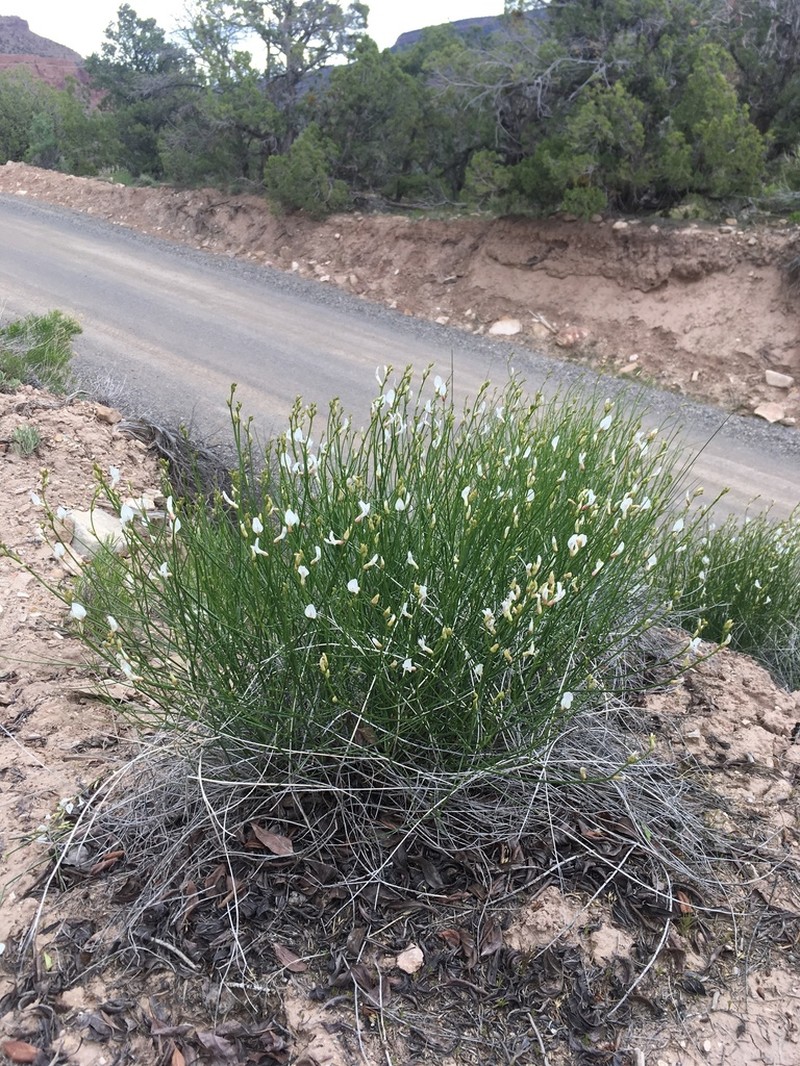 Grand Junction Milkvetch photo 7