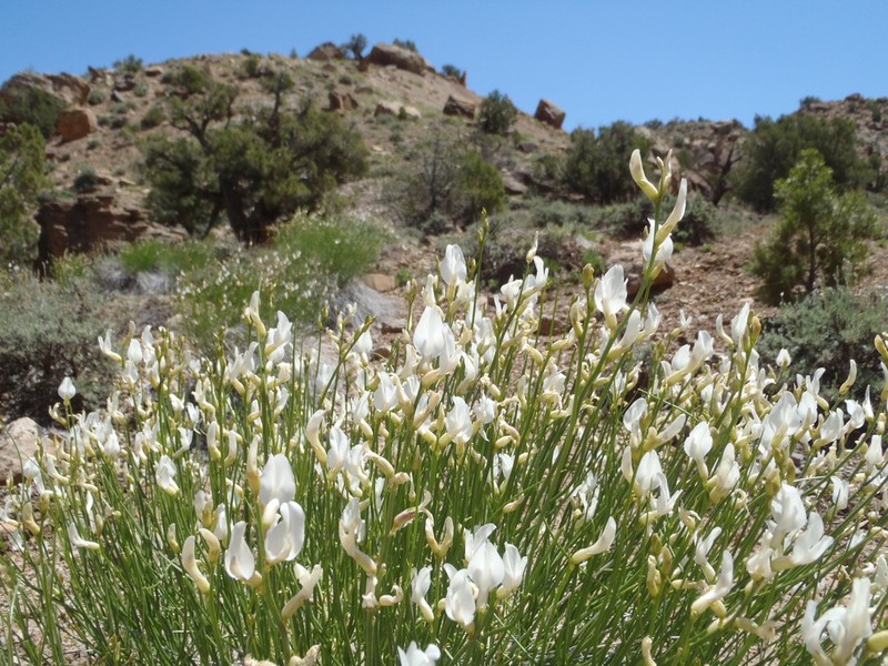 Grand Junction Milkvetch photo 8