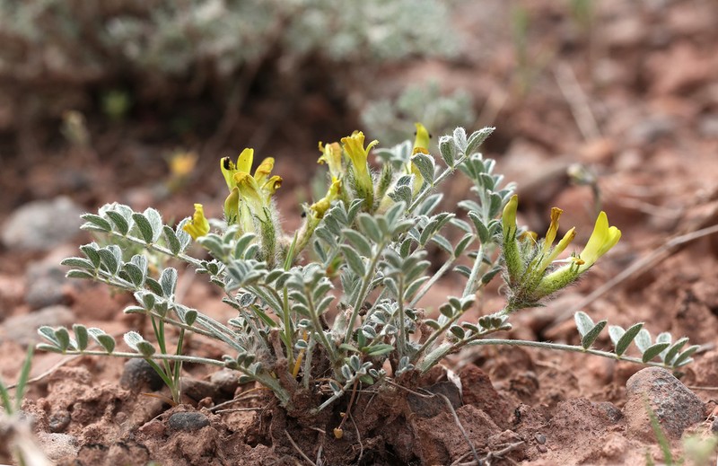 Astragalus lipschitzii