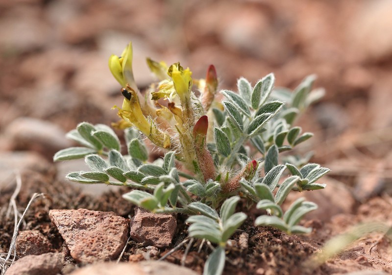 Astragalus lipschitzii photo 2